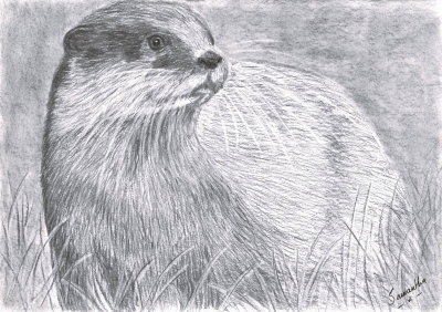 Otter