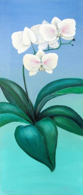 Snowy orchid