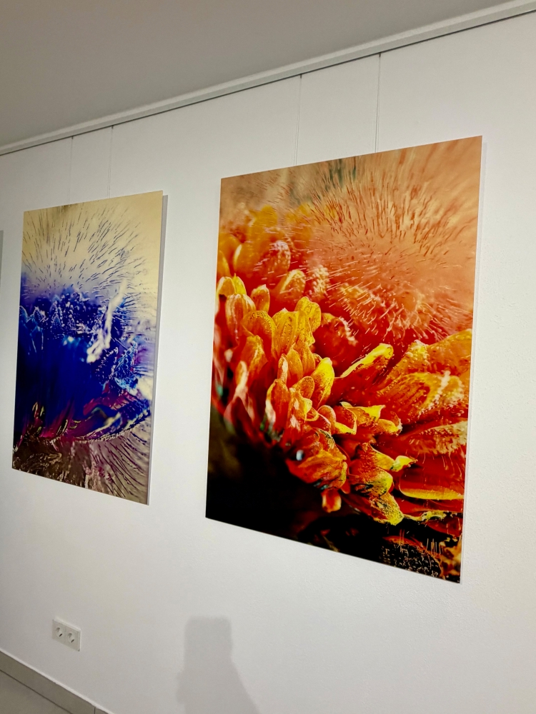 Orange Chrysanthemum