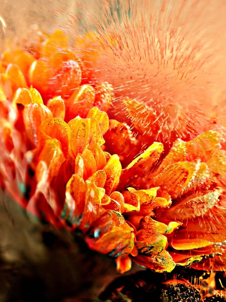 Orange Chrysanthemum