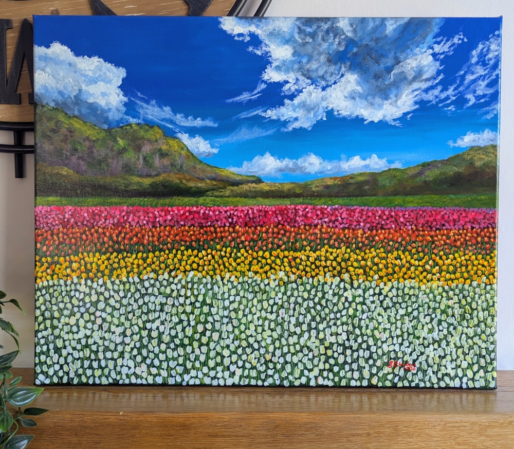 Colourful Field Of Tulips 