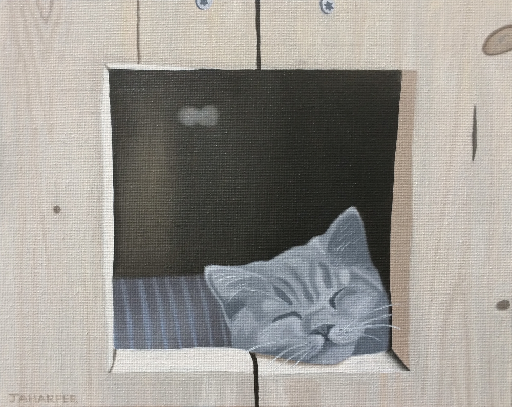 Cat In A Wooden Box