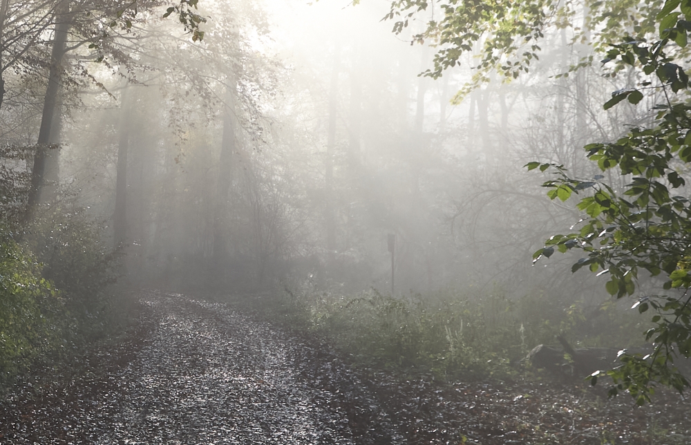 Where Light Enters the Forest