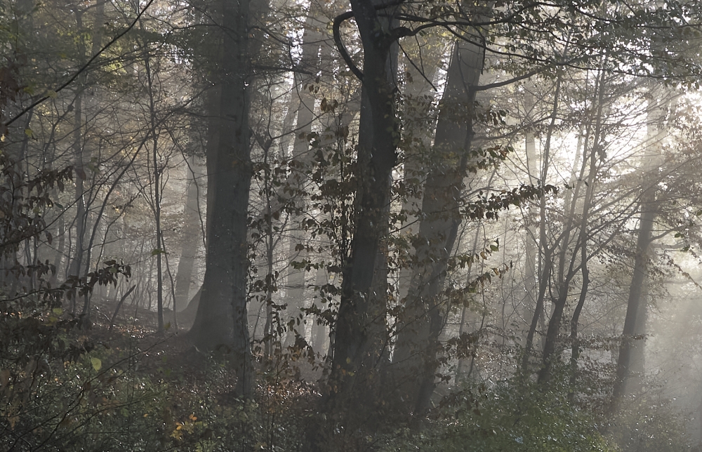 Where Light Enters the Forest