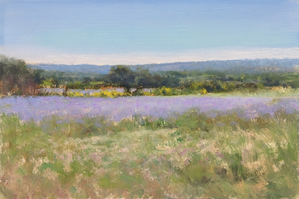 Lavender Fields and Broom