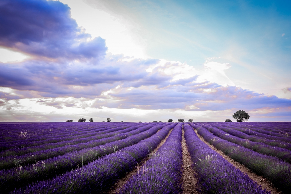 The Purple Horizon