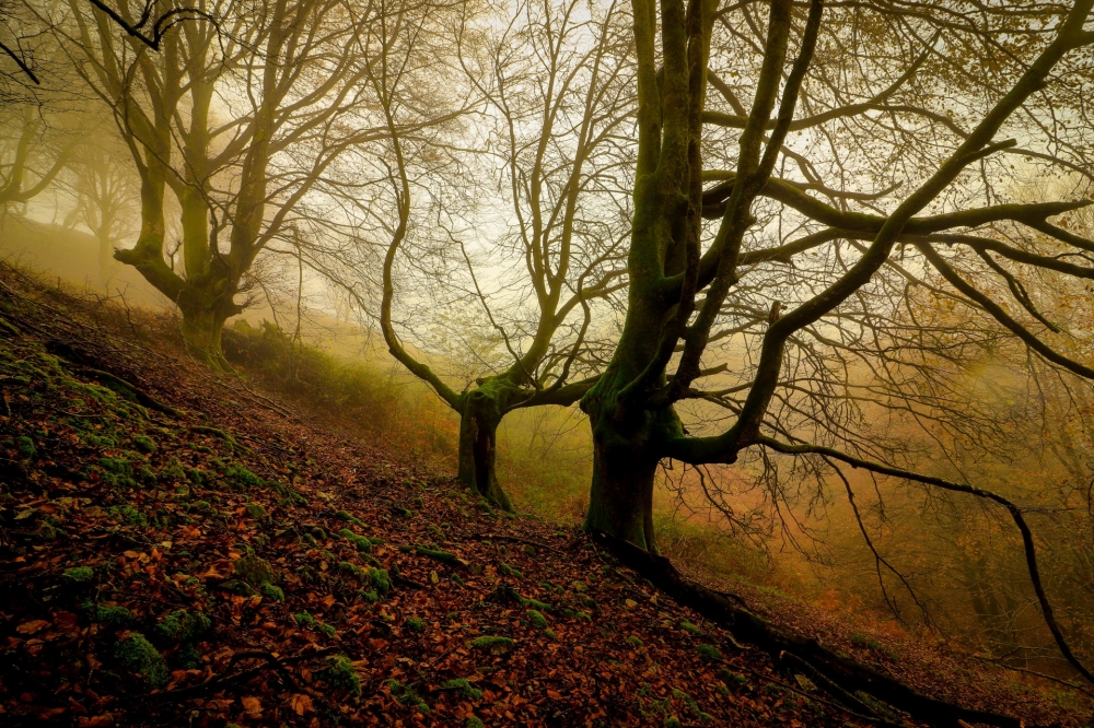 Into the Mystic Forest