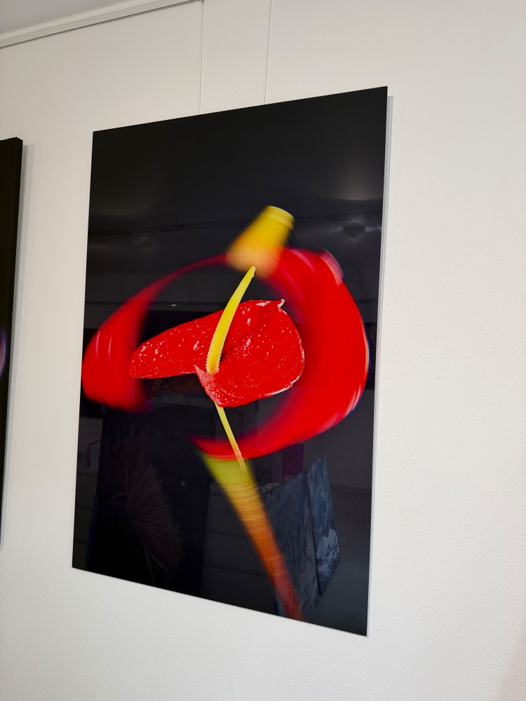 Anthurium-Andraeanum-IV
