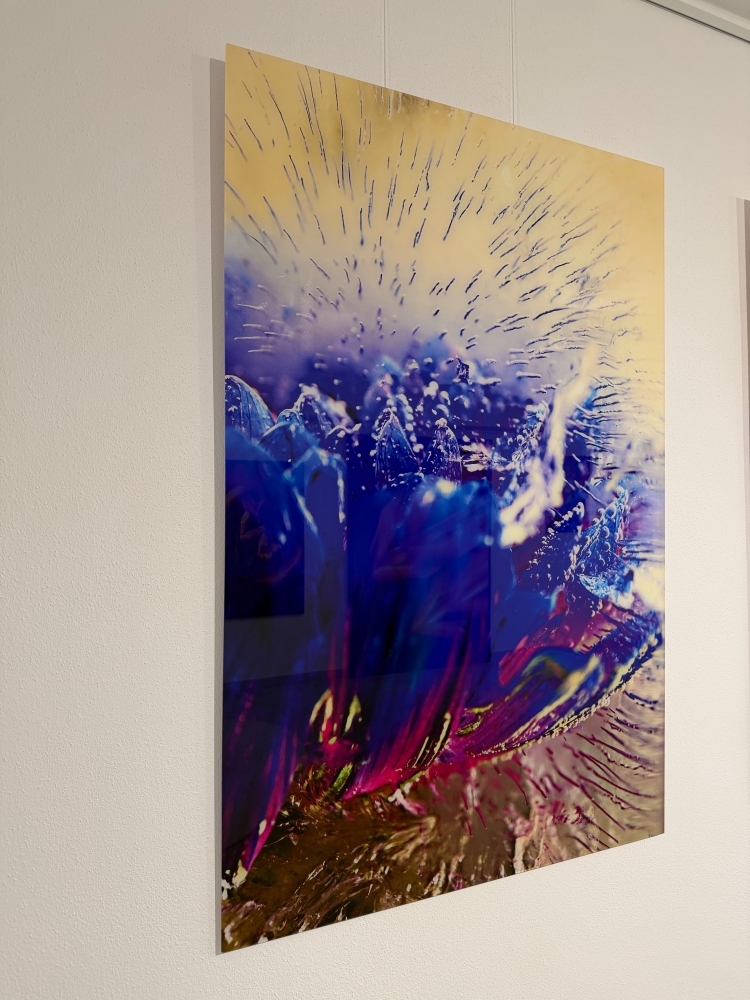 Blue Chrysanthemum