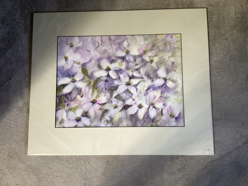 Clematis Montana