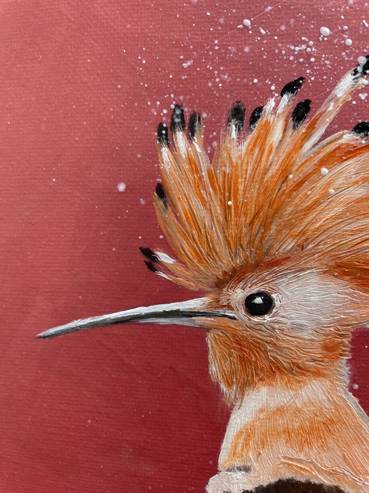 Hoopoe