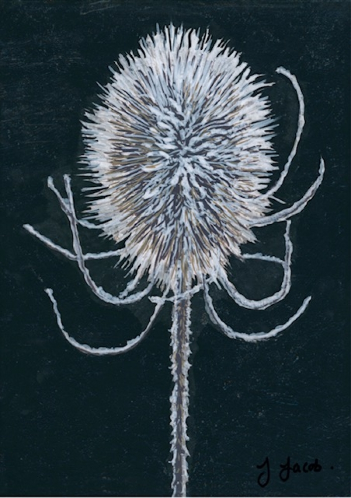 Frost And Thorns