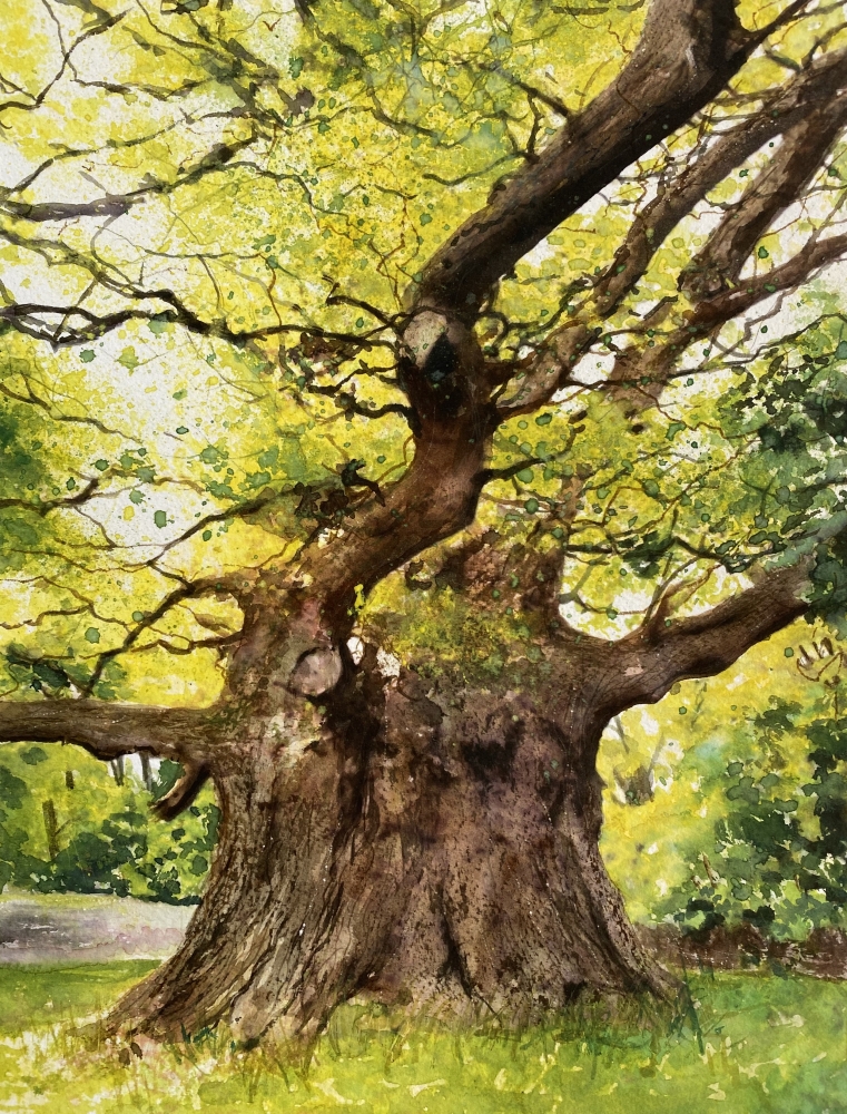The Majesty Oak (framed)