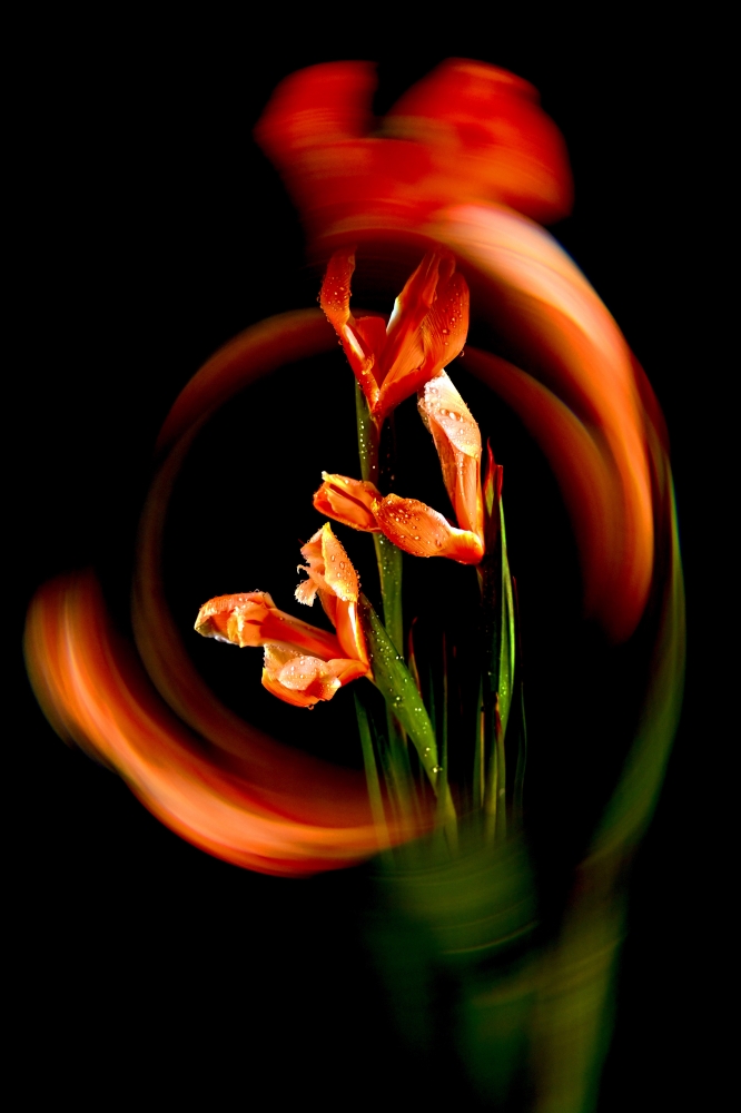 Orange Iris Prisma