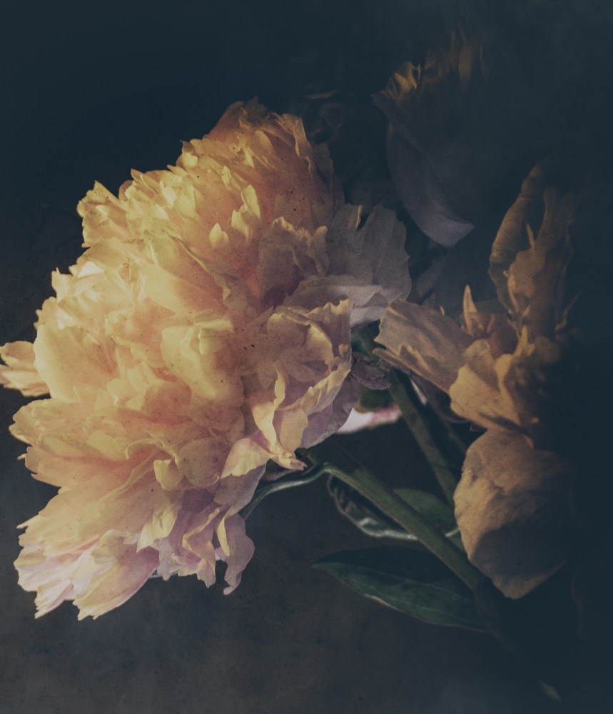 Peony I