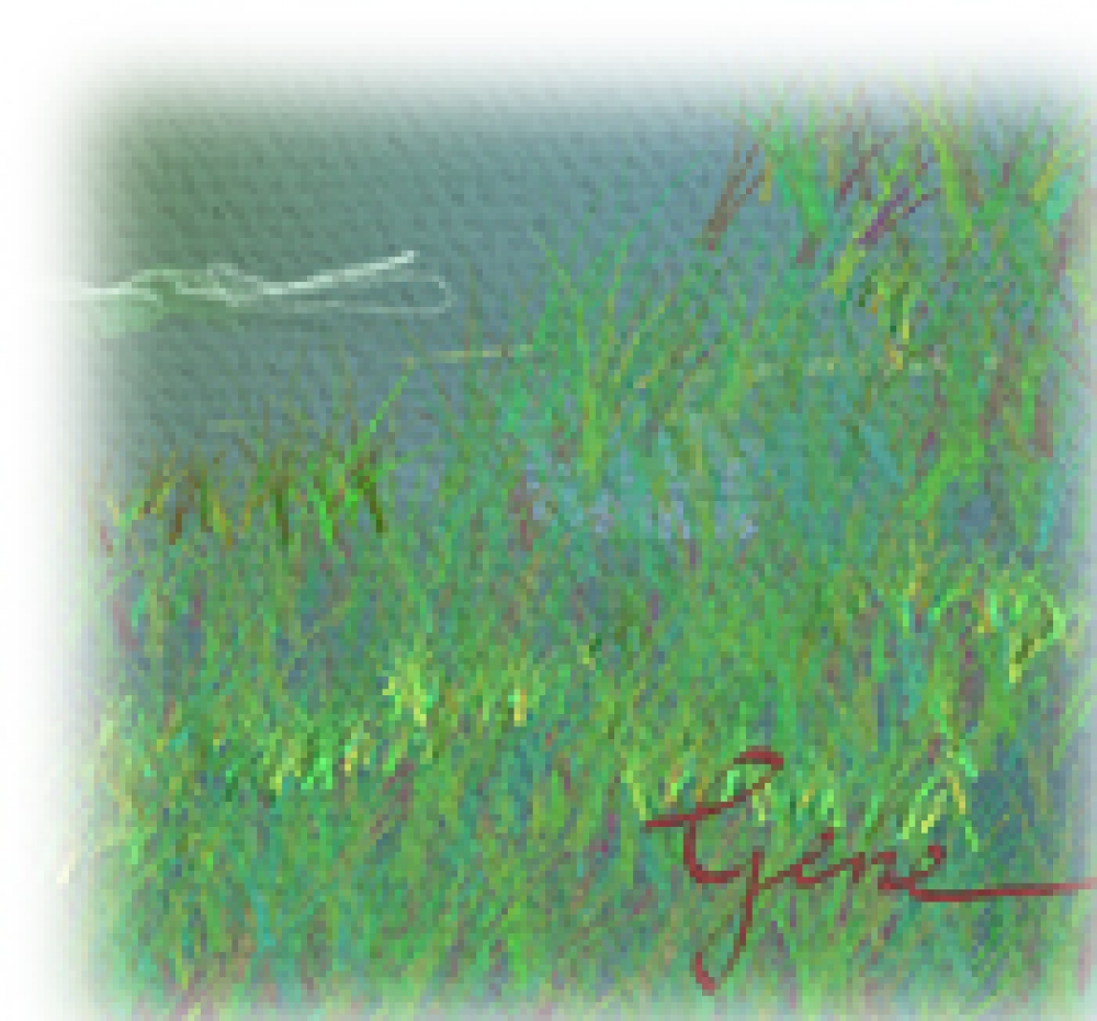 Cattails in Lake
