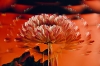 Garten-Dahlia