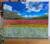 Colourful Field Of Tulips 