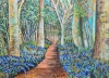 Bluebell wood