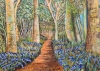 Bluebell wood