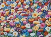 Wild flowers