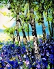 Bluebell woods 