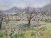 Majorca Spring Blossom