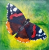 Red Admiral Butterfly
