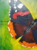 Red Admiral Butterfly