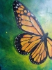 Monarch Butterfly