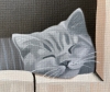 Cat In A Wooden Box