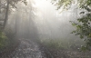 Where Light Enters the Forest