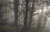 Where Light Enters the Forest