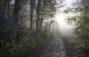 Where Light Enters the Forest