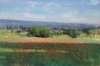Poppy Field in Provence