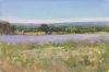Lavender Fields and Broom