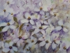 Clematis Montana