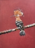 Hoopoe