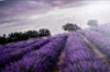 The Purple Horizon
