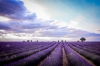 The Purple Horizon
