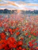 Poppies in Hitchin