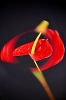 Anthurium-Andraeanum-IV