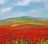 Fields In Bloom