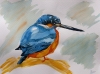 A Kingfisher 