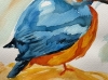 A Kingfisher 