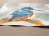 A Kingfisher 