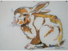 Baby Hare