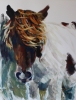 Pony