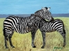 zebra mare and foal