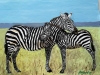 Zebra mare and foal